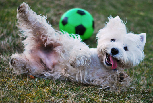 West Highland White Terrier Dog On Grass