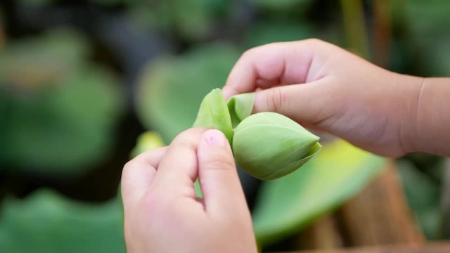 A lotus flower on its tuber being folded by a child's little hands
