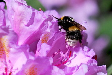 bee on flower