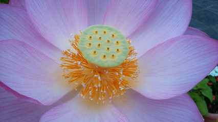  蓮　花　癒し　仏　天国　ピンク　涅槃