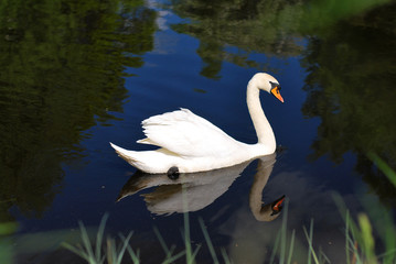 swan on lake