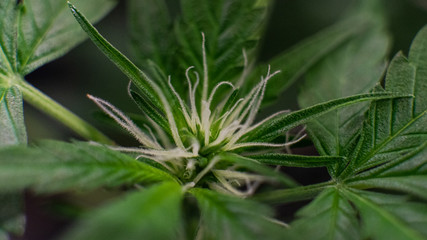 macro photo of marijuana buds in details. Medical cannabis strains