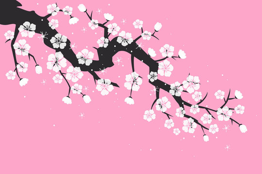Cherry blossom, sakura flowers on pink background.