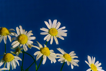 White field daisies.