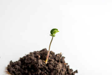 One young sprout on a pile of soil