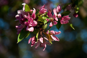Fototapeta na wymiar Spring blossoms, apple flowers. Natural background
