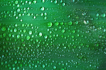 Dew drops on a green leaf abstract background.