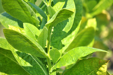 Leaves and stems of tobacco