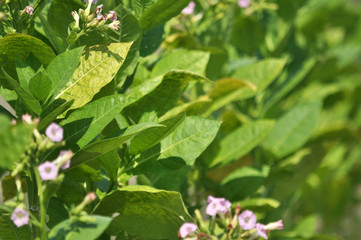 Leaves and stems of tobacco