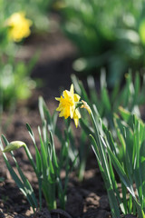 Flowering daffodils in the garden