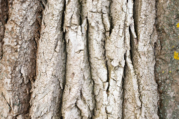 Bark, tree, background