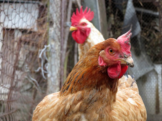 Chickens on the farm, hen and rooster portrait. Rural scene, household economy, poultry concept