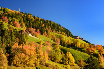 Alpejskie zbocze z jesiennymi drzewami - obrazy, fototapety, plakaty