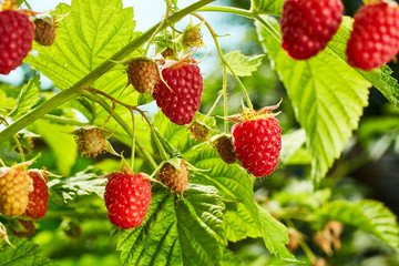 Close-up of ripe organic raspberry hanging on a branch in the fruit garden