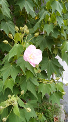 花　ピンク　夏　癒し