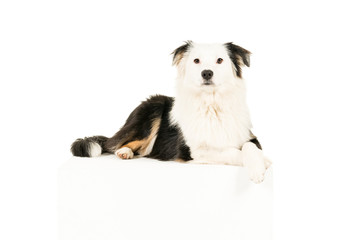Australian Shepherd dog in white background lying paws crossed looking at camera