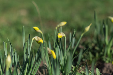 Spring flowers begin to bloom
