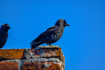 jackdaw on a chimney