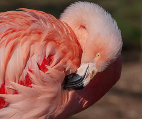 Pink flamingo. Summer background