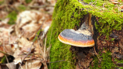 Fototapeta premium Green moss on the tree.mushroom in forest