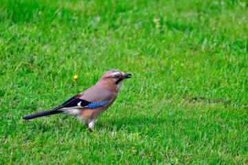 jay in the garden