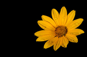 yellow flower on black background