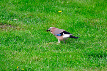 jay in the garden