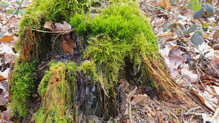 Green moss on the tree.mushroom in forest