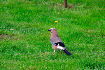 jay in the garden