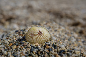 sea shell on pebble sand