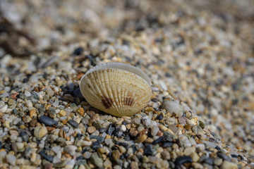 sea shell on pebble sand