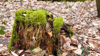 Green moss on the tree.mushroom in forest