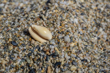sea shell on pebble sand