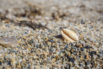 sea shell on pebble sand