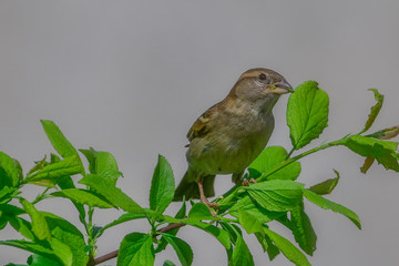 sparrow in tree