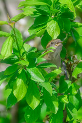 sparrow in tree
