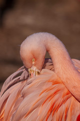 Fototapeta premium Phoenicopterus ruber roseus.