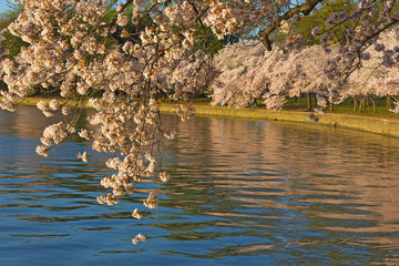 Cherry blossom abundance around Tidal Basin reservoir in US capital city. Washington DC landscape during cherry blossom festival.