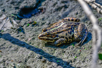 frogs in mud