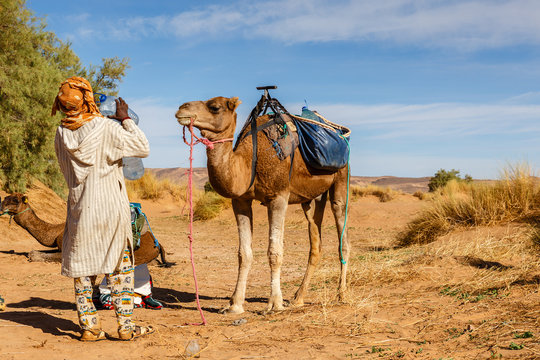 camel looks at a man who drinks water, Sahara desert, Morocco