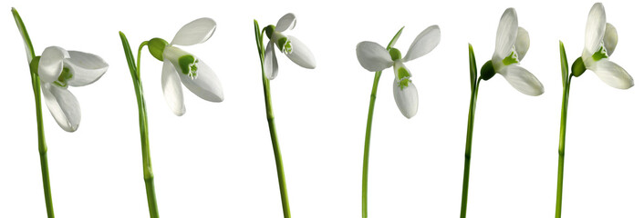Snowdrops.  First spring flowers isolated on white background