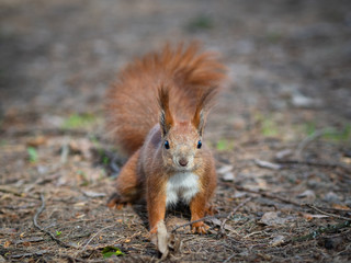 Naklejka na ściany i meble Close up with a beautiful bushy tailed red squirrel playing in public park