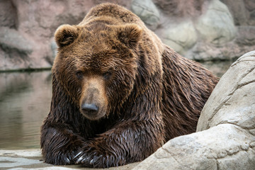 Naklejka na ściany i meble Kamchatka Brown bear Ursus arctos beringianus . Brown fur coat, danger and aggresive animal.