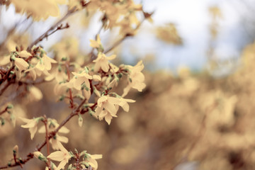 art photography of blooming forsythia on abstract blurry background with bokeh. Forsythia branch of soft focus in springtime. Spring nature wallpaper blurry backdrop. Toned image doesn’t in focus.