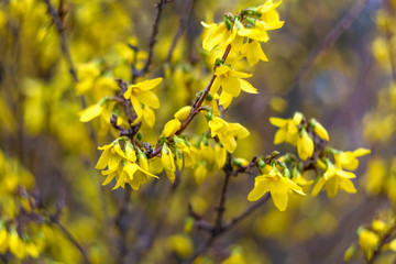 Blooming Forsythia flowers branch in springtime. Beautiful yellow flowers in the village. Spring blossoming florets with soft focus and blurry. Image doesn&rsquo;t in focus.