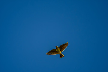 skylark flying in blue sky