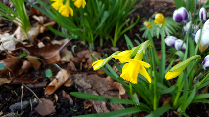 Yellow flowers in garden.Spring flowers in the garden.white crocus flowers in the garden