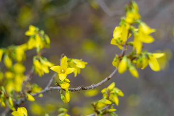 Blooming Forsythia flowers branch in springtime. Beautiful yellow flowers in the village. Spring blossoming florets with soft focus and blurry. Image doesn’t in focus.