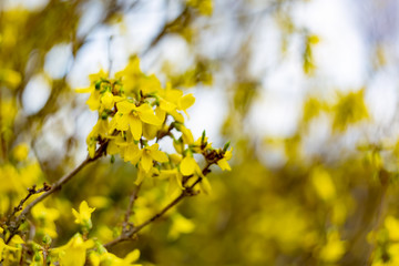  Forsythia flowers branch in springtime. Beautiful yellow flowers in the village. Spring blossoming florets with soft focus and blurry. Image doesn’t in focus.