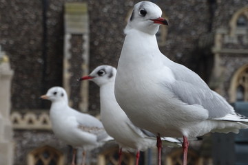 Seagulls in Norwich, England, UK